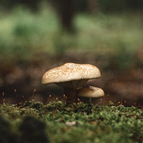 Close-up photo of cream mushrooms on moss